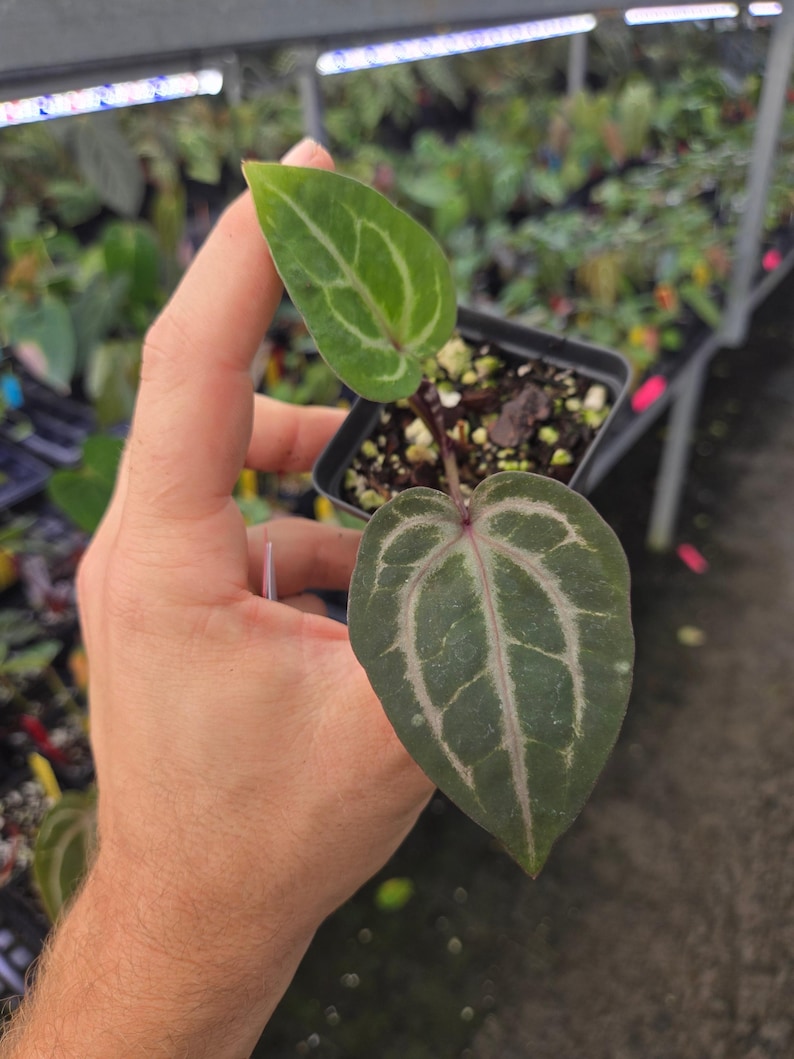 Anthurium 'Swampmannii Purple' x 'Doc Block Purple F2' (A87) image 4