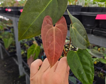 Anthurium 'Nice Pap #50' x 'Dark and Stormy' (A113)