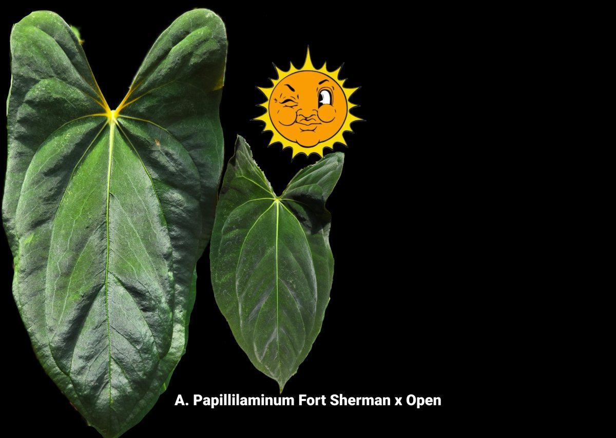 Anthurium Papillilaminum X Fort Sherman - Etsy