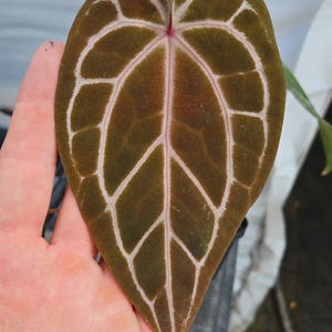 Anthurium 'Swampmannii Long' x 'Doc Block Purple F2' (CS24) image 1