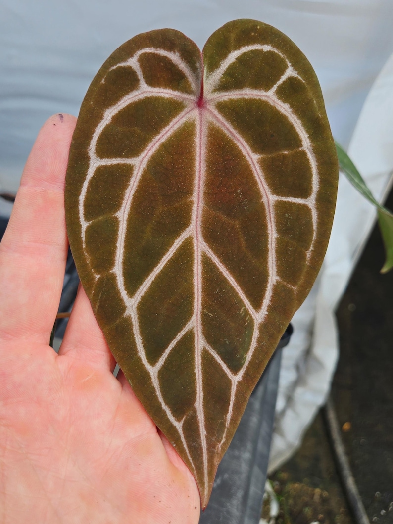Anthurium 'Swampmannii Long' x 'Doc Block Purple F2' (CS24) image 1