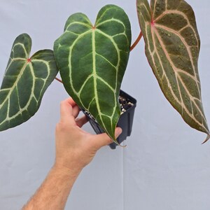 Anthurium 'Swampmannii Long' x 'Rotundatum X' / 'Doc Block Purple F2' (CS06) imagen 3