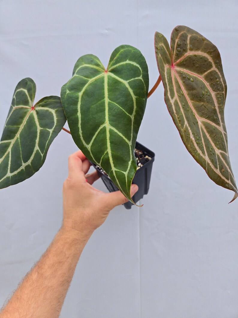 Anthurium 'Swampmannii Long' x 'Rotundatum X' / 'Doc Block Purple F2' (CS06) imagen 3