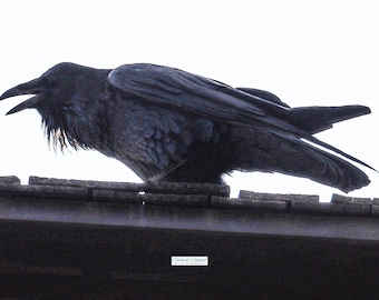 May include: A black raven with a blue-grey sheen perches on a wooden surface. The raven has its beak open and its wings are spread out.