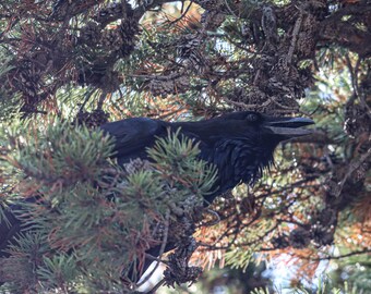 May include: A black raven perched on a branch of a pine tree with brown pine cones. The raven is looking to the right of the image.