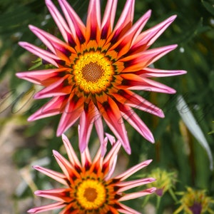 Gazania flower *digital download*