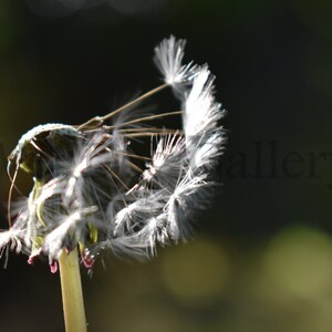 Dandelion Wish *digital download*