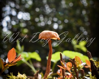 May include: A single, light brown mushroom with a rounded cap grows in a bed of green moss and brown twigs. The mushroom is in focus, while the background is blurred.