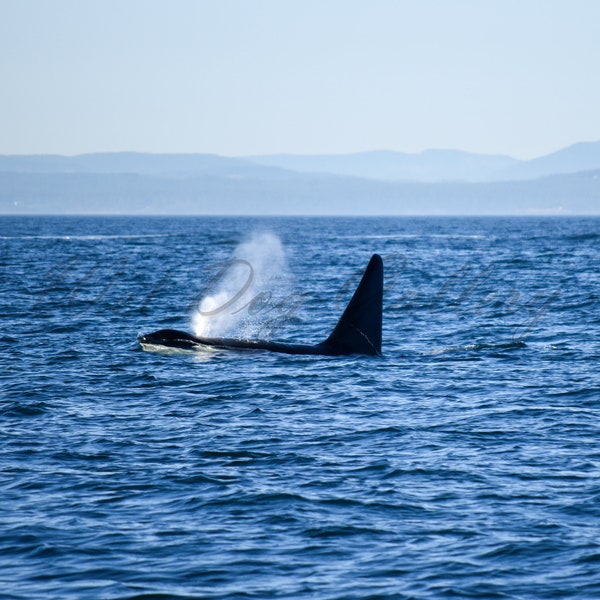 Orca Puget Sound *digital download*