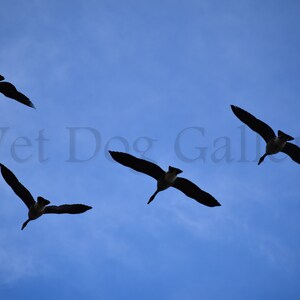 Geese Flyby *digital download*