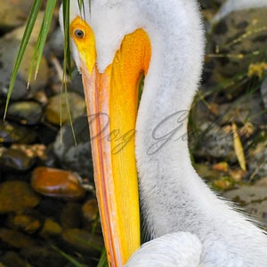 Pelican *digital download*