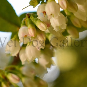 Huckleberry Blossom *digital download*