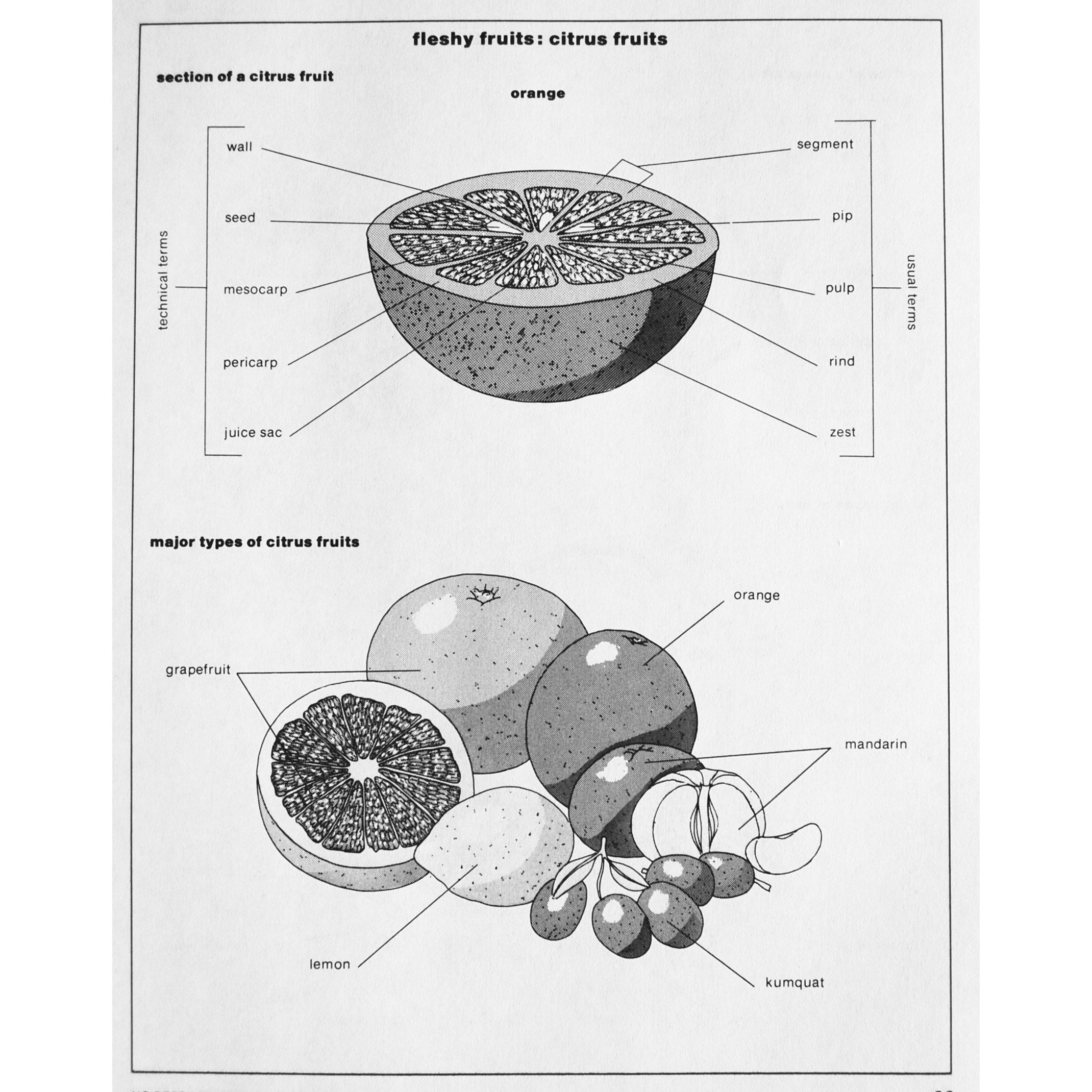 Buy Vintage Fruit Technical Illustration Diagram, Fleshy Citrus Fruits
