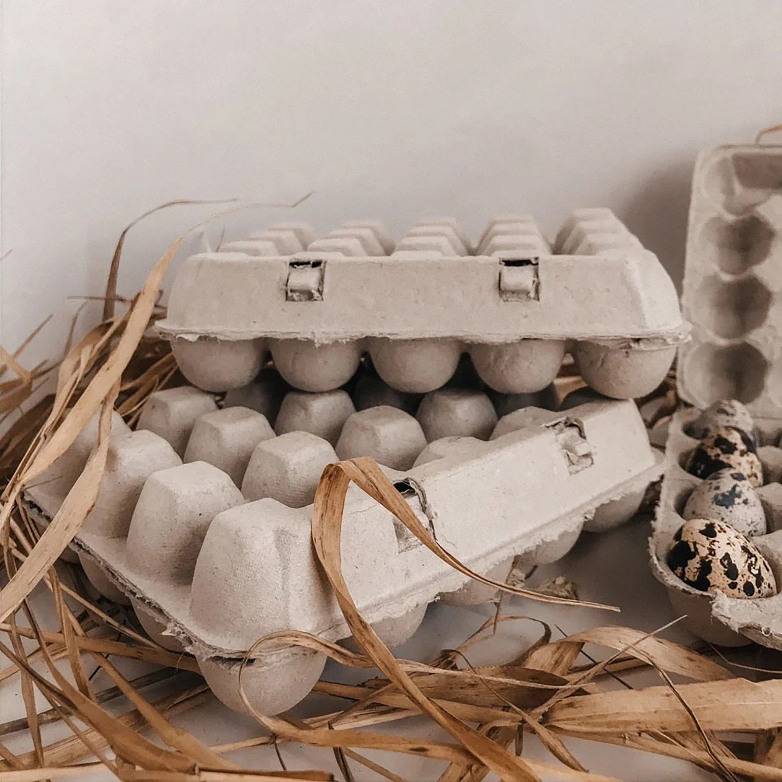 Quail eggs carton quail holder cheap quail cartons BLANK Etsy