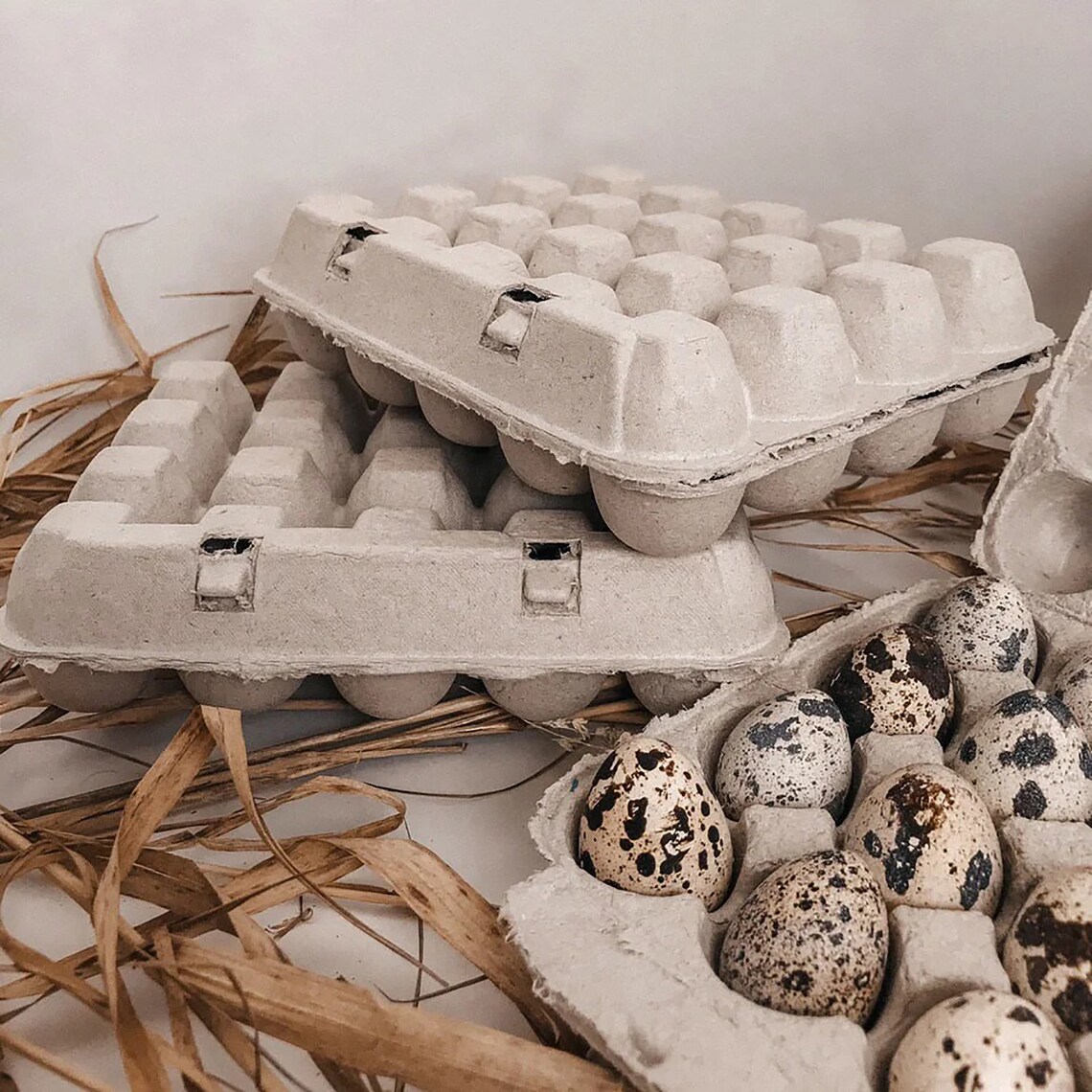 Quail eggs carton quail holder cheap quail cartons BLANK Etsy