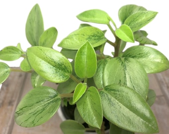 Пеперомия Lime