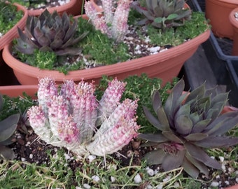 12x5 inch Oval Pots - Indian Corn Cob and Ruby Heart Hens and Chicks