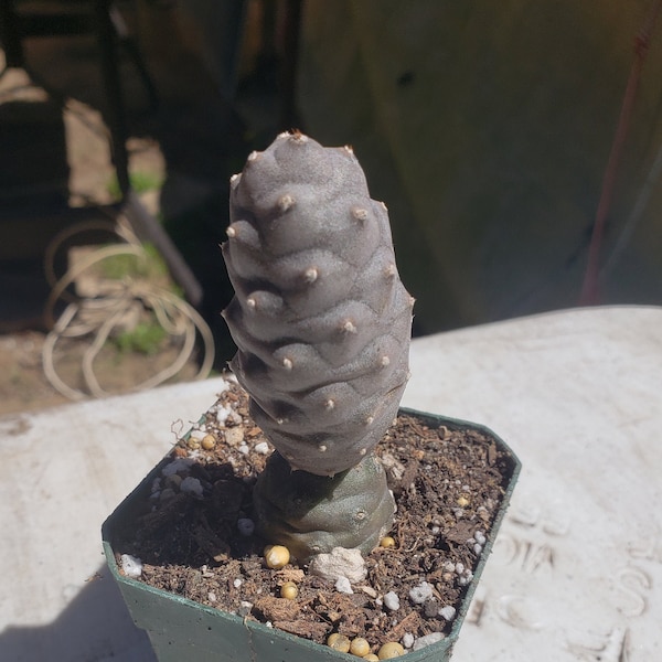 Tephrocactus articulatus - Pine Cone Cactus -  4 inch pot