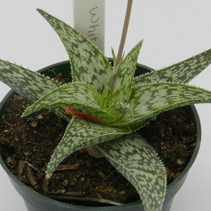 Aloe &#39;White Fox&#39;  4 inch pot