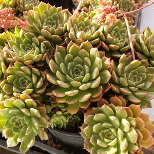 May include: A close-up of a group of green succulent plants with reddish-brown tips. The plants are arranged in a cluster, with their leaves forming a rosette shape. The succulents are in a black pot, and the background is blurred.
