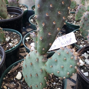 Opuntia x basilaris &#39;Baby Rita&#39; - Baby Rita Prickly Pear in quart sized pots
