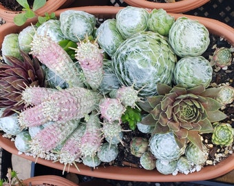 12x5 inch Oval Pots - Indian Corn Cob / Ruby Heart Hens and Chicks / Cobweb Hens and Chicks / Echevaria subsessilis