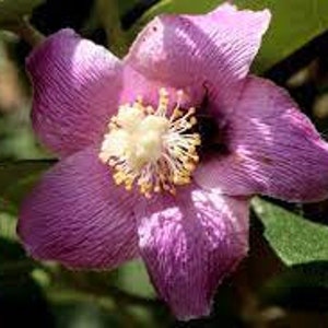 Lagunaria patersonia - Norfolk Island Hibiscus - Primrose Tree - 20 Fresh Seeds 2023