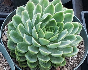 Echeveria Lime and Chili - in 6 inch pots