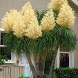 Beaucarnea Recurvata &#39;Ponytail Palm&#39; - 20 Fresh Seeds