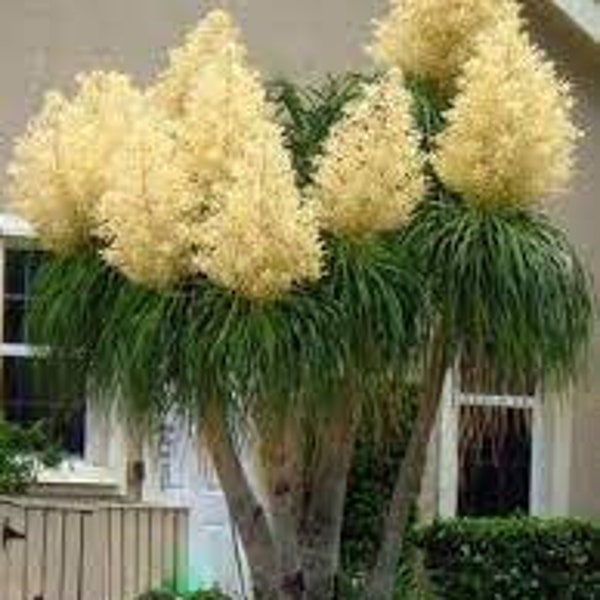 Beaucarnea Recurvata 'Ponytail Palm' - 20 Fresh Seeds