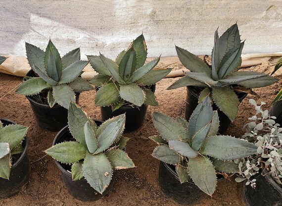 Agave Titanota - Rancho Tambor Agave - in 2 Gallon Pots - Etsy