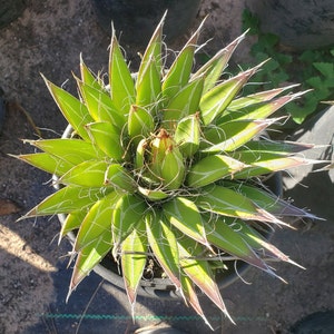 Agave filifera - Thread Agave 1 gallon plants