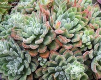 Echeveria ‘Doris Taylor’ - Woolly Rose in 4 inch pots