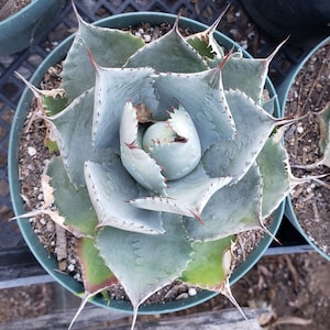 May include: A close-up of a blue-green agave plant with sharp, pointed leaves growing in a brown pot. The plant has a rosette shape with a central point.