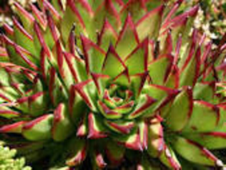 Echeveria agavoides Lipstick Echeveria Full 6 inch pots image 3