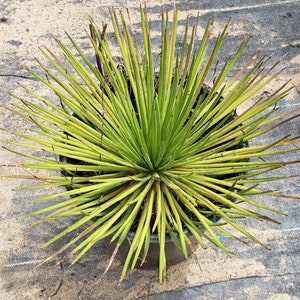 Agave geminiflora (Twin-flowered Agave) - in 2 gallon pots.