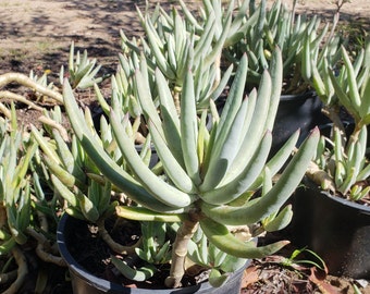 Cotyledon orbiculata var. oblonga 'Flavida' - Finger Aloe - 3 cuttings