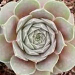 Sempervivum &#39;Thunder&#39; - Hens and Chicks  8 inch pot