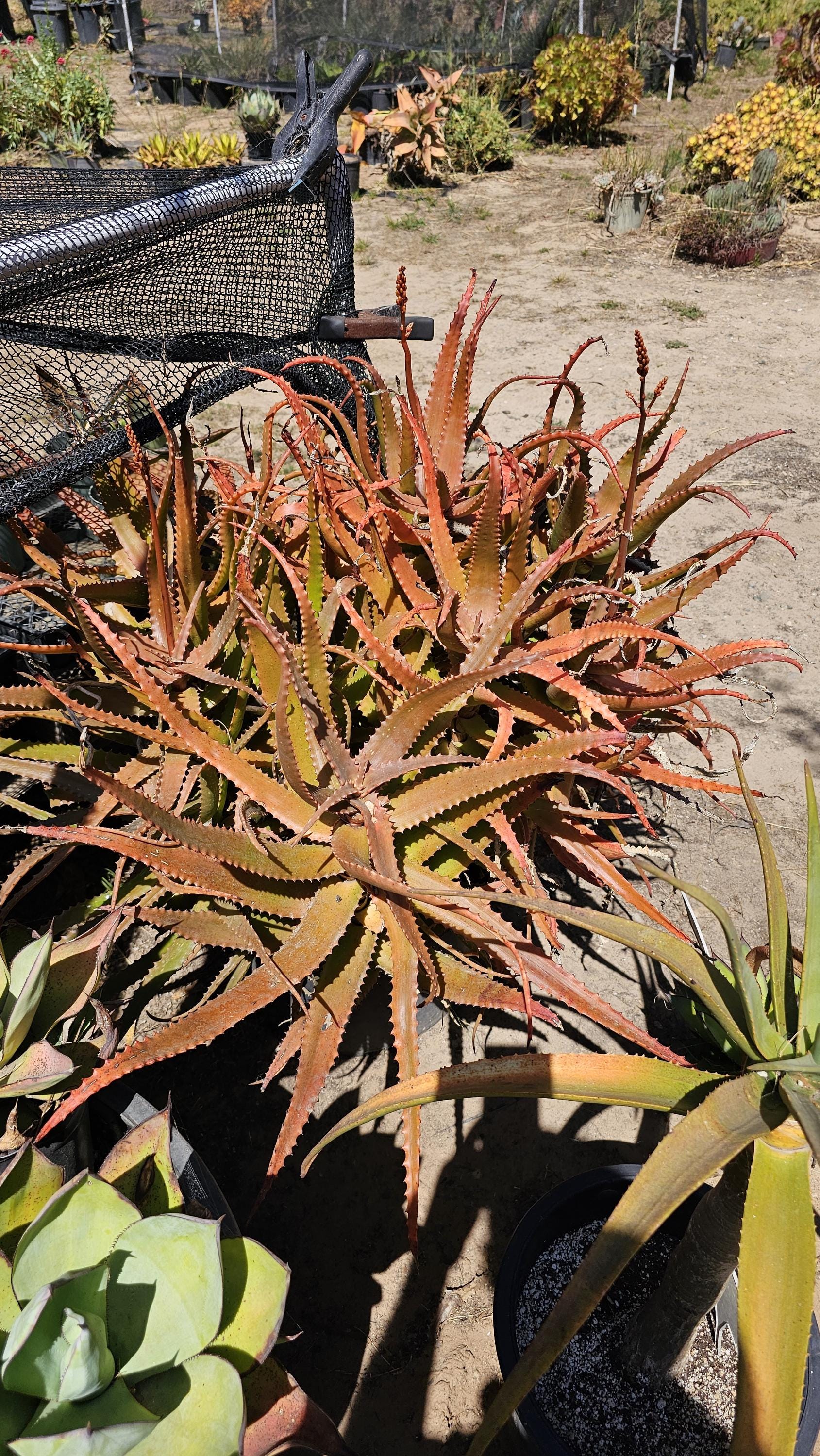 Aloe 'rooikappie' - Little Red Riding Hood Aloe -1 Large Cutting - Etsy