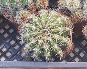 Echinopsis Multiplex - Pink Flower in 2 inch pot