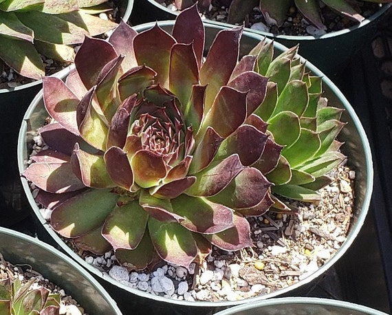 Sempervivum 'tip Top' Hens and Chicks in 6 Inch Pots | Etsy