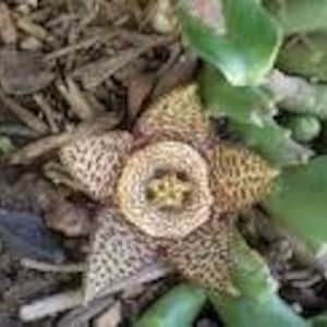 Orbea variegata 4 inch pot