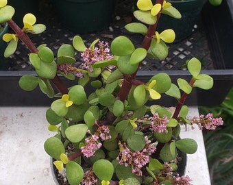 Portulaca afra 'Alba' - Elephant Bush in 4 inch pots