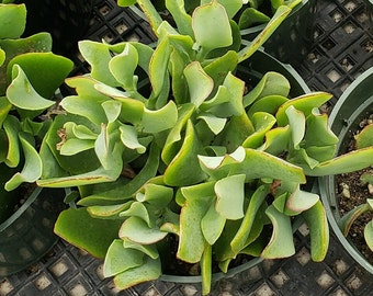 Crassula arborescens ssp. undulatifolia - Ripple Jade  4 inch pot