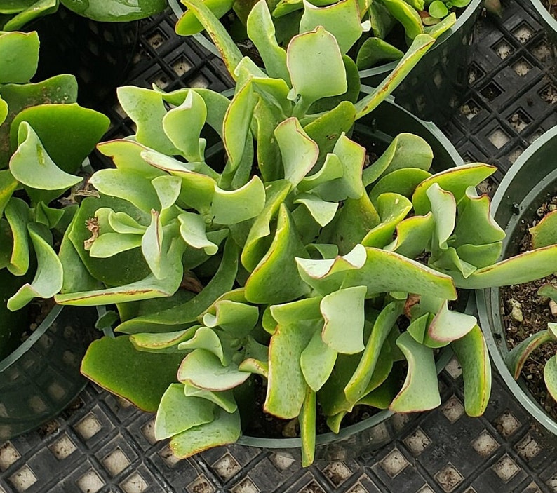 Crassula arborescens ssp. undulatifolia Ripple Jade 4 inch pot zdjęcie 1