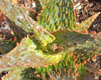 Aloe 'Viper' - Hybrid Aloe Viper in 6 inch pots