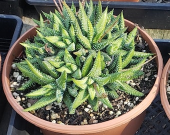 Haworthiopsis attenuata “Enon” 8 inch pot