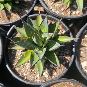 May include: Close-up of four potted agave plants with blue-green leaves and red-brown edges. The plants are in black plastic pots with brown soil and white pebbles.