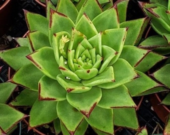 Echeveria agavoides "Lipstick Echeveria"  Full 6 inch pots