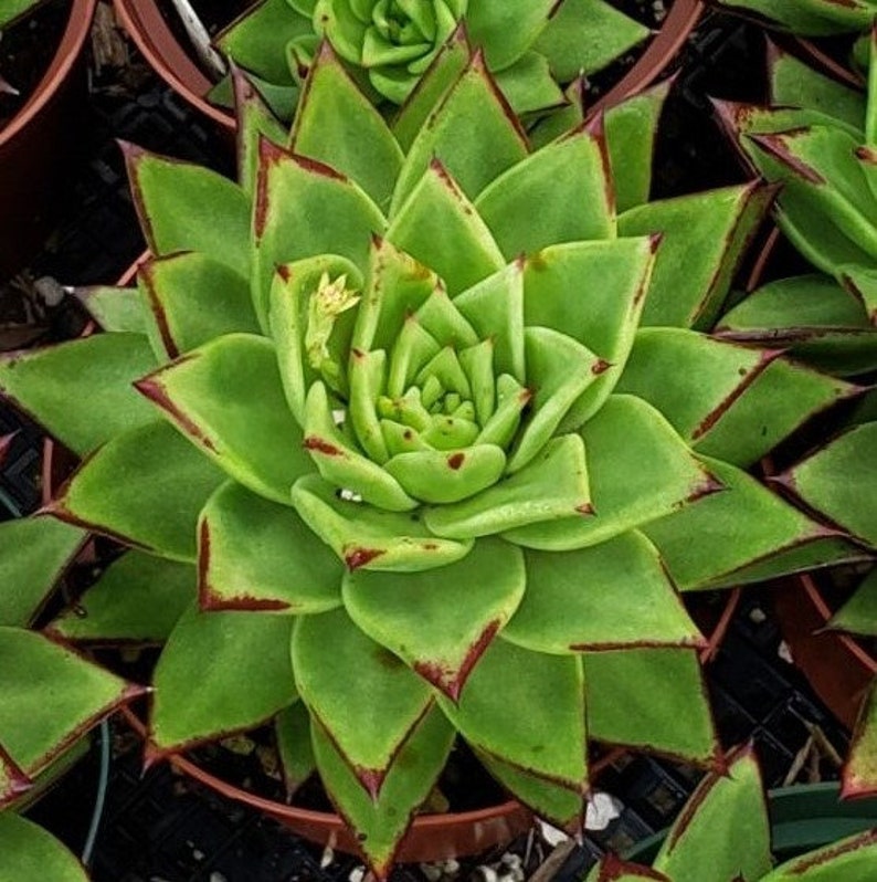 Echeveria agavoides Lipstick Echeveria Full 6 inch pots image 1